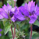 Arborix 6 x Campanula Glomerata 'Superba' - Kluwenklokje Pot 9x9 cm - Paarse Bloemenpracht