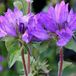 Arborix 6 x Campanula Glomerata 'Superba' - Kluwenklokje Pot 9x9 cm - Paarse Bloemenpracht