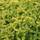 Arborix Origanum 6 x Origanum Vulgare 'Thumble's Variety' - Marjolein pot 9x9cm - Compacte groei, aromatisch blad