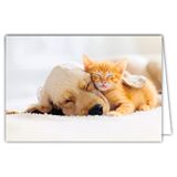 Afie 68-4002 kaart binnen wit met envelop – kat kat kat rood hond knuffelig slapen kleuren zachte geest cocooning ontspanning thuis kleurrijke dutje rust rustig voor jou