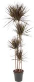 Merkloos / Sans marque Dracaena Slanke kamerplant Dracaena Magenta met opvallende magenta-roze randen, 180 cm - ø27