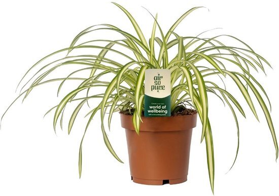 Goed &amp; Groen - Chlorophytum Atlantic -↨ 25cm - Potmaat 12 - Kwaliteit Planten - Kamer Plant - Kamerplanten - Sfeer
