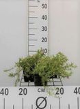 GRDplanten Vlambloem 6x Vlambloem - Phlox (s) 'Moerheimii' | 9x9 cm pot
