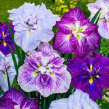 Merkloos / Sans marque Dutch Bulbs B.V. Iris Bloembollen Winterhard - Ensata - 5 stuks - Meerkleurig