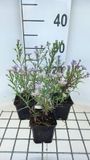 GRDplanten Aster 6x Aster eric. 'Blue Wonder' | 9x9 cm pot