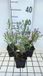 GRDplanten Aster 6x Aster eric. 'Blue Wonder' | 9x9 cm pot