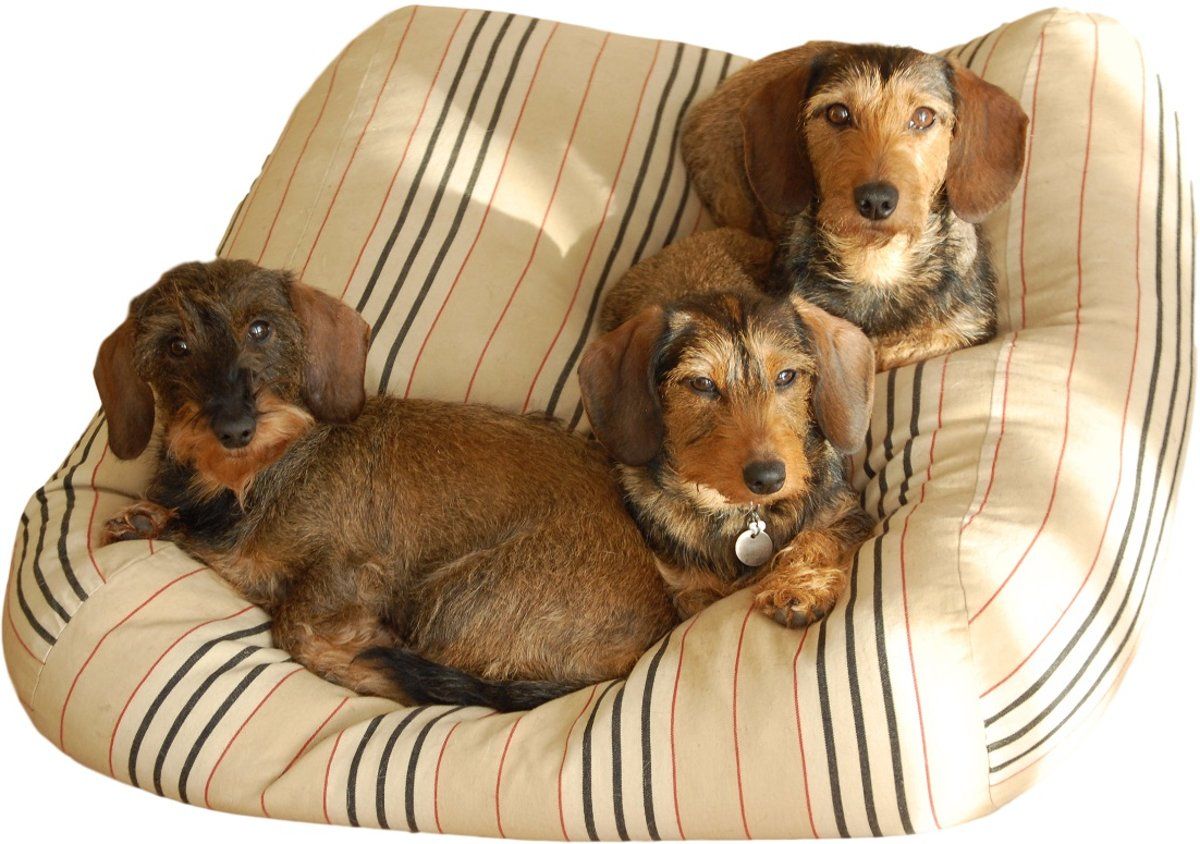 Dog's Companion Hondenkussen - XL - 140 x 95 cm - Country Field Streep