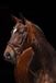 HKM Hoofdstel Flora - cognac - full (warmbloed)
