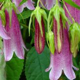Arborix Campanula 'Elizabeth' - Klokje pot 9x9cm