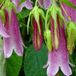 Arborix Campanula 'Elizabeth' - Klokje pot 9x9cm