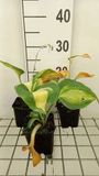 GRDplanten Groendecor Tuinarchitectuur 6x Funkia - Hosta sieb. 'Great Expectations' | 9x9 cm pot