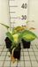 GRDplanten Groendecor Tuinarchitectuur 6x Funkia - Hosta sieb. 'Great Expectations' | 9x9 cm pot