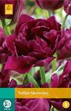 Jub Tulipa Showcase bloembollen 7 bollen Tulp JUB
