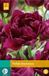 Jub Tulipa Showcase bloembollen 7 bollen Tulp JUB