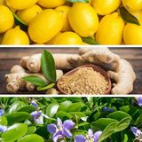 Dr. Vranjes Firenze Geurkaars Ginger Lime 1 kg