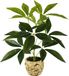 Kunstplant Shenzhen Haorui Industrial Technology Co., Ltd. Kunstplant Schefflera met pot, zijden bloemen, zijden planten, decoratie, aralie, kunstplanten, kamerplanten, decoratieve plant, groene plant, stralingsaralie, kantoorplant, bladplant, Groen