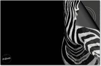 Dietrix Inductie Beschermer 60x52 - Zebra op Zwart - DELUXE