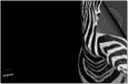 Dietrix Inductie Beschermer 60x52 - Zebra op Zwart - DELUXE