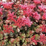 Sedum Spurium 'Fuldaglut' - Vetkruid pot 9x9cm