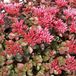 Arborix Sedum Spurium 'Fuldaglut' - Vetkruid pot 9x9cm