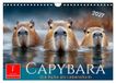 Capybara CALVENDO Capybara - die Ruhe als Lebensform (Wandkalender 2027 DIN A4 quer), CALVENDO Monatskalender: Entspannung in ihrer schönsten Form.