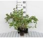 Groendecor Tuinarchitectuur 12x Petite Spirea, Naine Spirea - Stephanandra inc. 'Crispa' | pot de 9x9 cm