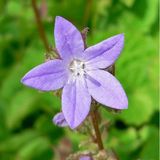 Arborix Bol 6 x Campanula Poscharskyana - Klokje Pot 9x9 cm - Stervormige Blauwe Bloemen