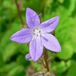 Arborix Bol 6 x Campanula Poscharskyana - Klokje Pot 9x9 cm - Stervormige Blauwe Bloemen
