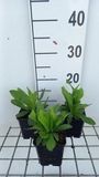 GRDplanten Groendecor Tuinarchitectuur 6x Vingerhoedskruid - Digitalis ferr. Gelber Herold' | 9x9 cm pot
