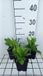 GRDplanten Groendecor Tuinarchitectuur 6x Vingerhoedskruid - Digitalis ferr. Gelber Herold' | 9x9 cm pot