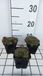GRDplanten Huislook 6x Huislook - Sempervivum hybr. 'Commander Hay' | 9x9 cm pot