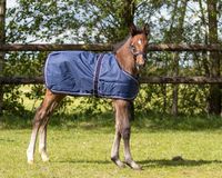 QHP Veulendeken turnout 100gr Navy - 95 - Regendeken