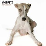 Magnet & Steel Whippet Modern Kalender 2027 Wandkalender