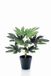 Emerald Kunstplant in pot Fatsia 30cm