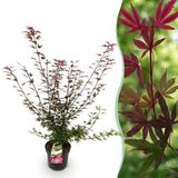 Plantenboetiek.nl | Acer palmatum Shaina - Japanse Esdoorn - Bladverliezend - Rood - Ø26cm - 80-90cm hoog - Tuinplant