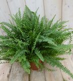 Warentuin Natuurlijk Nephrolepis 40 cm kamerplant