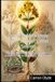 Don't St. John's Wort Don't Let Melancholy Win - St. John’s Wort Secrets: Discover traditional remedies, oil infusions, and garden tips to beat anxiety and skin pain