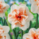 Merkloos / Sans marque Dutch Bulbs B.V. Narcissen Bloembollen Winterhard - Delnashaugh - 25 stuks - Meerkleurig