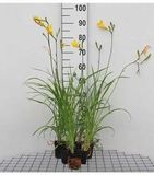 GRDplanten Groendecor Tuinarchitectuur 6x Daglelie - Hemerocallis citrina | 9x9 cm pot