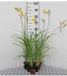 GRDplanten Groendecor Tuinarchitectuur 6x Daglelie - Hemerocallis citrina | 9x9 cm pot
