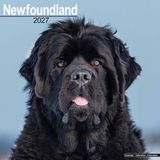 Avonside Newfoundlander Kalender 2027 Wandkalender Dieren Blauw Zwart Softcover 30 cm