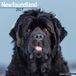 Avonside Newfoundlander Kalender 2027 Wandkalender Dieren Blauw Zwart Softcover 30 cm