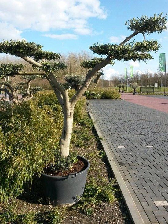 Warentuin natuurlijk Olijfboom Olea stamhoogte 40 cm en boomhoogte 240 cm