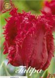Dutch Finest Quality Tulpen Fringed Barbados x7 12/+s