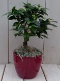 Warentuin natuurlijk Bonsai Ficus microcarpa rode pot 30 cm