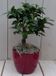 Warentuin natuurlijk Bonsai Ficus microcarpa rode pot 30 cm