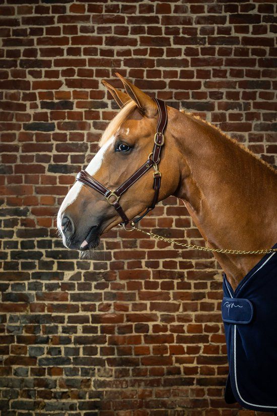 Dy'on Halster D Collection Bruin - Full