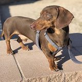Milo - L