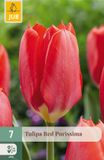 JUB Tulipa Red Purissima bloembol 7 stuks