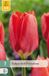 JUB Tulipa Red Purissima bloembol 7 stuks